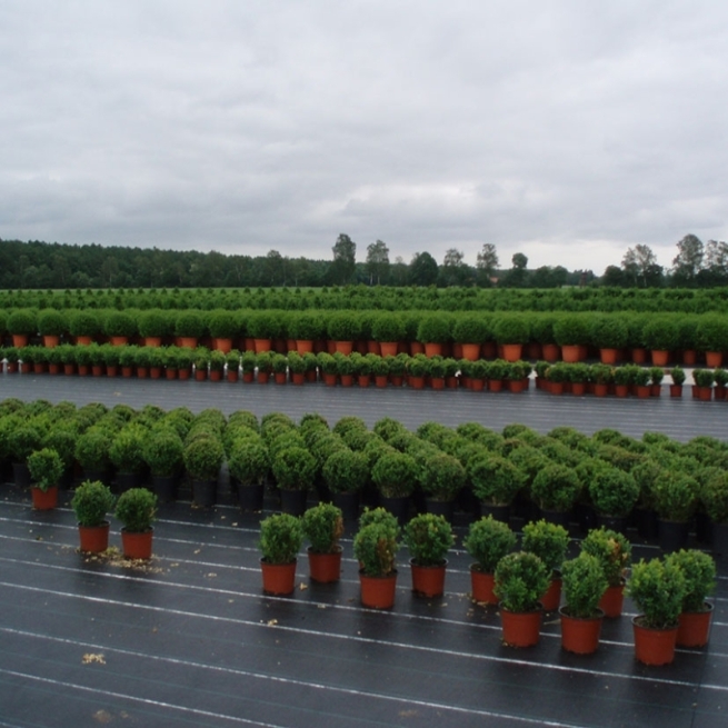 Malla antihierba polipropileno blanco 2x10 m - Suinplas