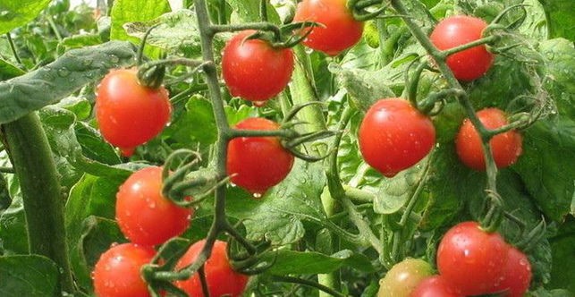 Guiar brotes de tomatera
