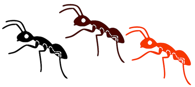 combatir las hormigas en nuestras casas y jardines