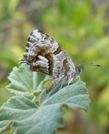 mariposa geranio