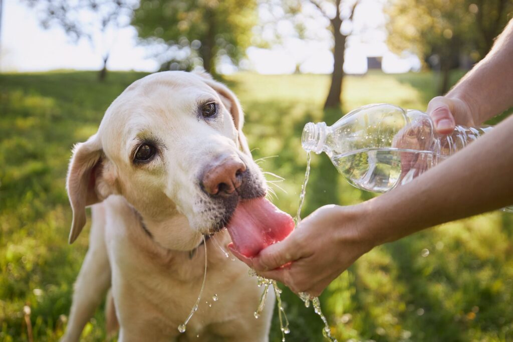 Proteger a Tu Mascota en Verano