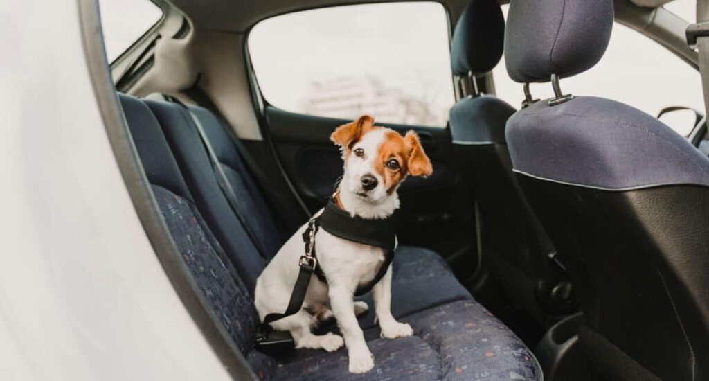 Proteger a Tu Mascota en Verano