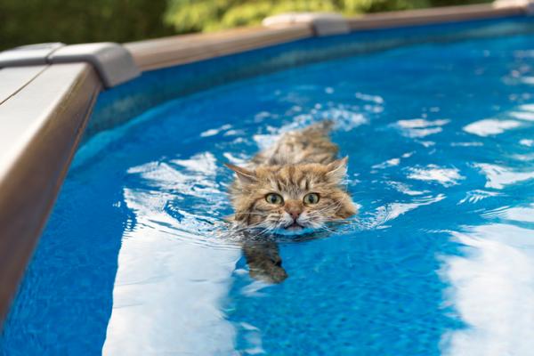 Proteger a Tu Mascota en Verano